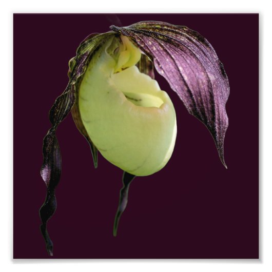 Witte Lady Slipper Orchidee Bloem 8x8 Foto Afdruk (Voorkant)