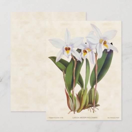 Witte Laelia Orchidee  Botanisch Briefkaart (Voorkant / Achterkant)