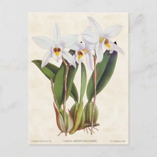 Witte Laelia Orchidee Botanisch Briefkaart (Voorkant)