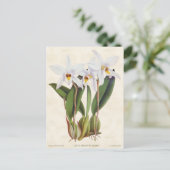 Witte Laelia Orchidee Botanisch Briefkaart (Staand voorkant)