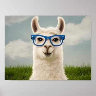 Witte lama met blauwe bril poster