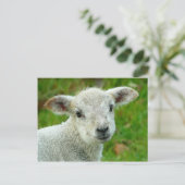 Witte lammeren briefkaart (Staand voorkant)