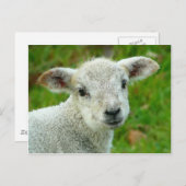 Witte lammeren briefkaart (Voorkant / Achterkant)