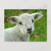 Witte lammeren briefkaart (Voorkant)
