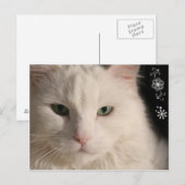 Witte langharige kat briefkaart (Voorkant / Achterkant)