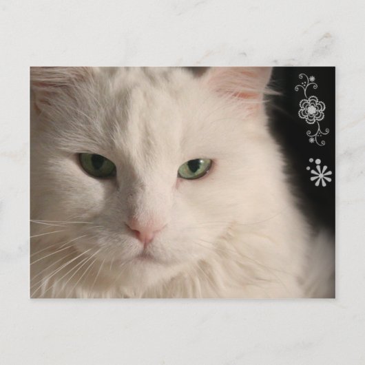 Witte langharige kat briefkaart (Voorkant)