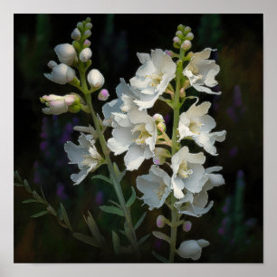 Witte Larkspur Bloemenkunst Print Poster