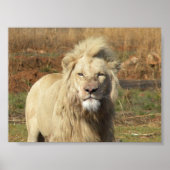 witte leeuw poster (Voorkant)