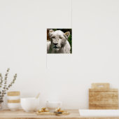 WITTE LEEUWEN POSTER (Keuken)