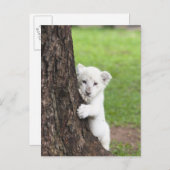 Witte leeuwenkub verschuilt zich achter een boom. briefkaart (Voorkant / Achterkant)