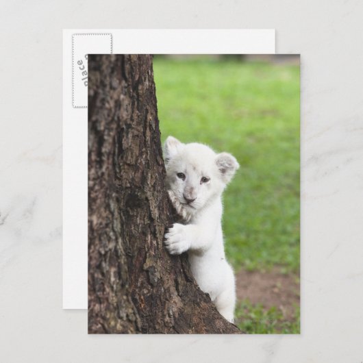 Witte leeuwenkub verschuilt zich achter een boom. briefkaart (Voorkant / Achterkant)