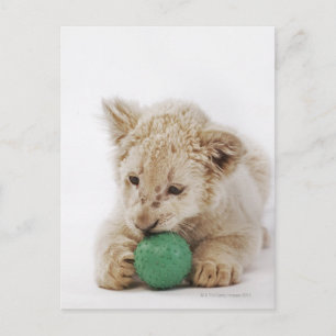 Witte leeuwerik (Panthera leo krugeri) Briefkaart