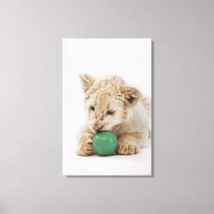Witte leeuwerik (Panthera leo krugeri) Canvas Afdruk
