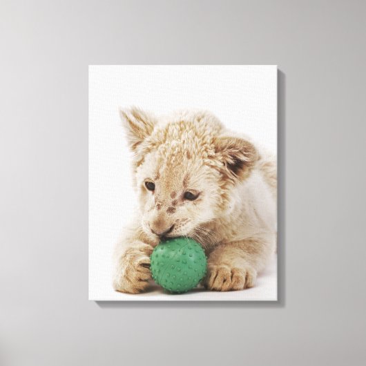 Witte leeuwerik (Panthera leo krugeri) Canvas Afdruk (Voorkant)