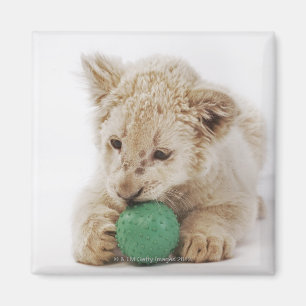 Witte leeuwerik (Panthera leo krugeri) Magneet