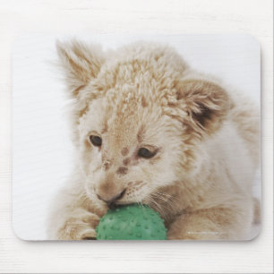 Witte leeuwerik (Panthera leo krugeri) Muismat