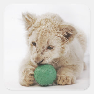 Witte leeuwerik (Panthera leo krugeri) Vierkante Sticker