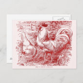 Witte Leghorn in rood Briefkaart (Voorkant / Achterkant)
