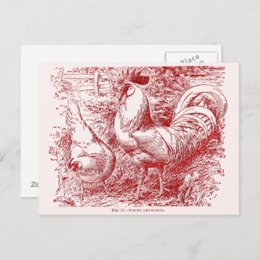 Witte Leghorn in rood Briefkaart (Voorkant / Achterkant)
