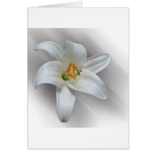 witte lelie