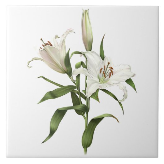 Witte Lelie Aziatische bloemen Botanische kunst Tegeltje (Voorkant)