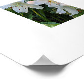 Witte lelie bloeit bloemfotoposter poster (Hoek)