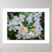 Witte lelie bloeit bloemfotoposter poster (Voorkant)