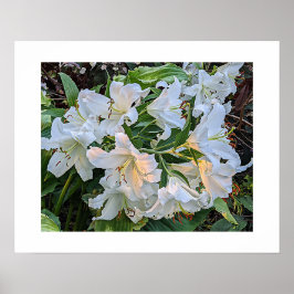 Witte lelie bloeit bloemfotoposter poster