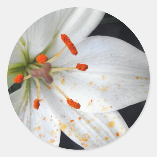 witte lelie bloem ronde sticker (Voorkant)
