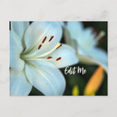  witte lelie Briefkaart (Voorkant)