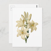 witte lelie (candidum Lilium) door Redouté Briefkaart (Voorkant / Achterkant)