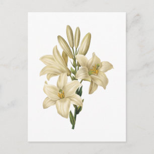 witte lelie (candidum Lilium) door Redouté Briefkaart