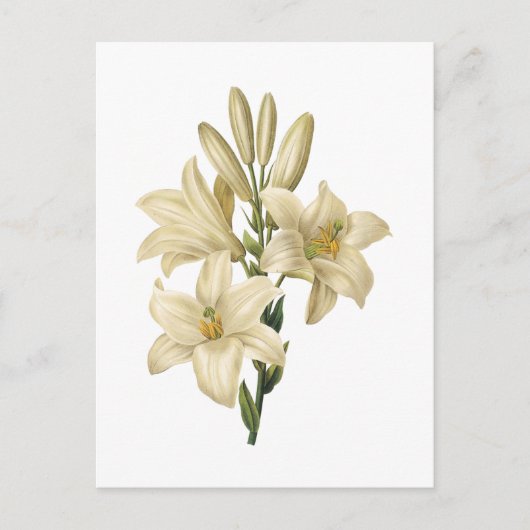 witte lelie (candidum Lilium) door Redouté Briefkaart (Voorkant)