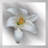 witte lelie poster (Voorkant)