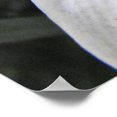 Witte Lelie Poster (Hoek)