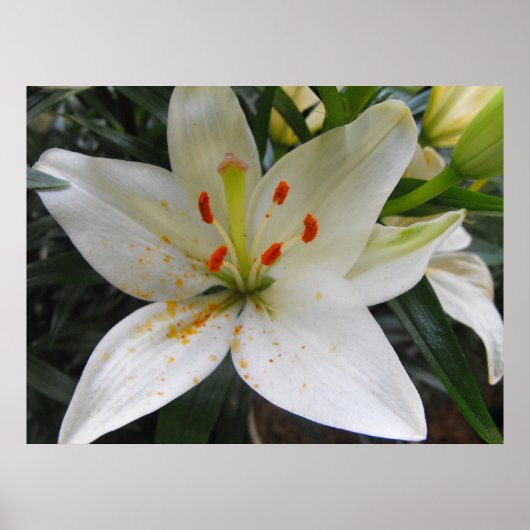 Witte Lelie Poster (Voorkant)