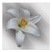 witte lelie poster (Voorkant)
