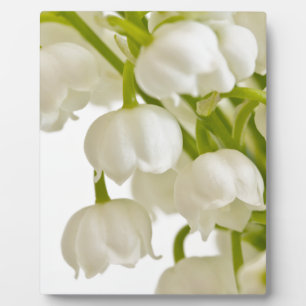 Witte lelies fotoplaat