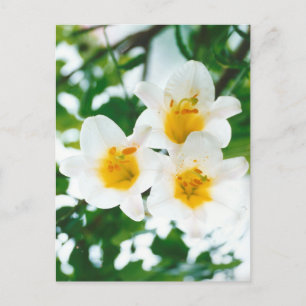 Witte lelies op een rustieke ondergrond - Lilium c Briefkaart