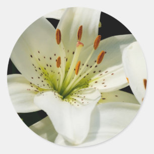 Witte Lelies Stickers