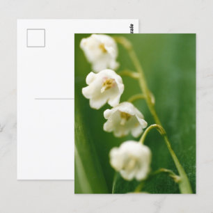 Witte Lelietje-van-dalen (Convallaria majalis) Briefkaart