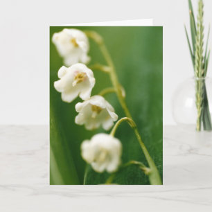 Witte Lelietje-van-dalen (Convallaria majalis) Kaart