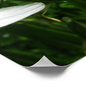 witte lentbloemen poster (Hoek)
