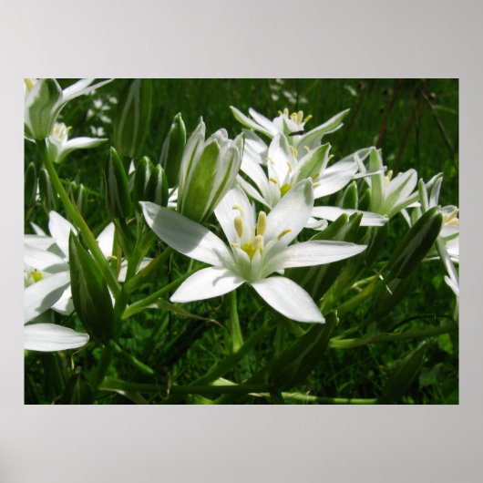 witte lentbloemen poster (Voorkant)