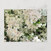 Witte Lente Bloesem Bloem Fotografie Briefkaart (Voorkant)