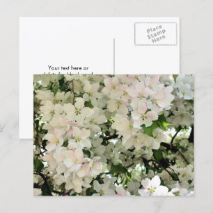 Witte Lente Bloesem Bloem Fotografie Briefkaart