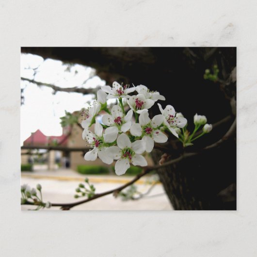 Witte Lente Bloesem Macro Fotografie Briefkaart (Voorkant)