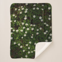 Witte lentebloemen in bosgrond
