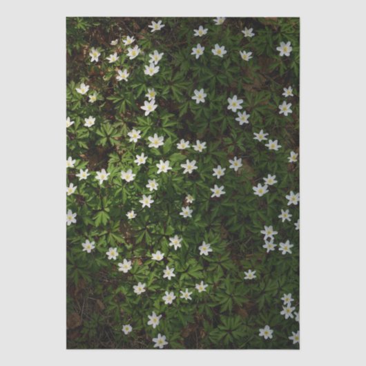 Witte lentebloemen in bosgrond tissuepapier (Voorkant)