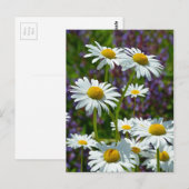 Witte lentedruiers in bloei briefkaart (Voorkant / Achterkant)
